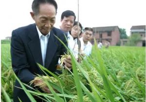 高產粳稻