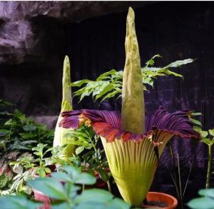 巨魔芋