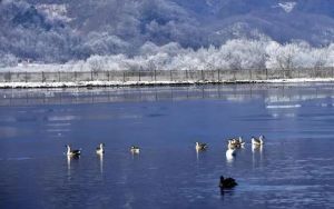 神農架大九湖國家濕地公園動物