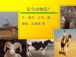 反芻動物