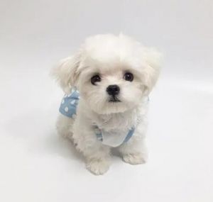 瑪爾濟斯犬