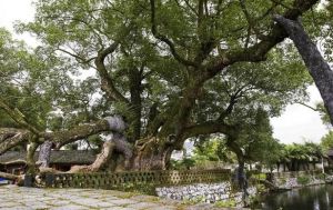 920歲古樟如今獨(dú)樹(shù)成園了