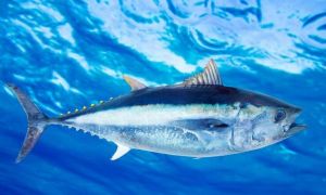 金槍魚