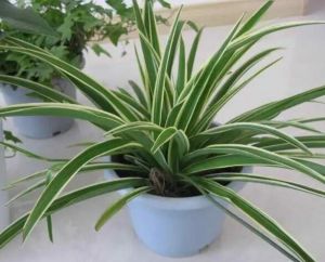 常綠植物