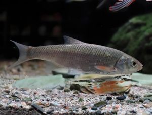東北雅羅魚
