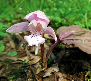 獨(dú)花蘭