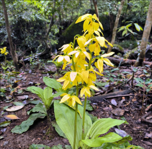 大黃花蝦脊蘭